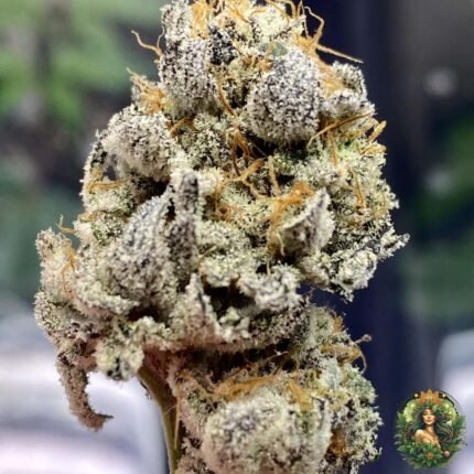 Transgile Kush Strains