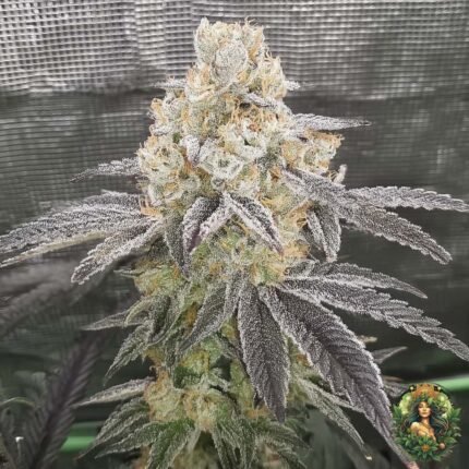 Transgile Kush Strains