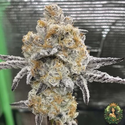 Transgile Kush Strains