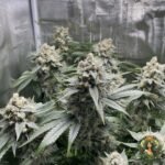 Banoreoz #3 Strain