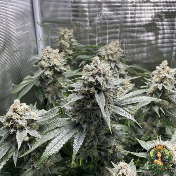 Banoreoz #3 Strain