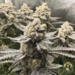 Banoreoz #3 Strain