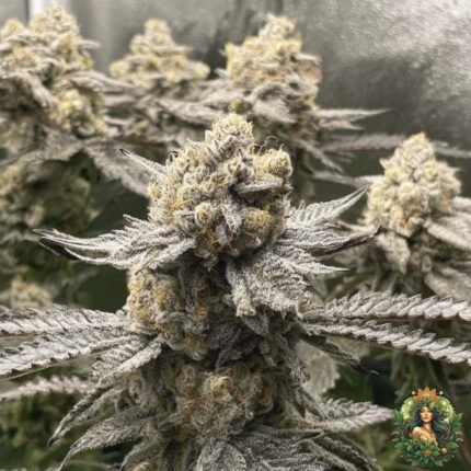 Banoreoz #3 Strain
