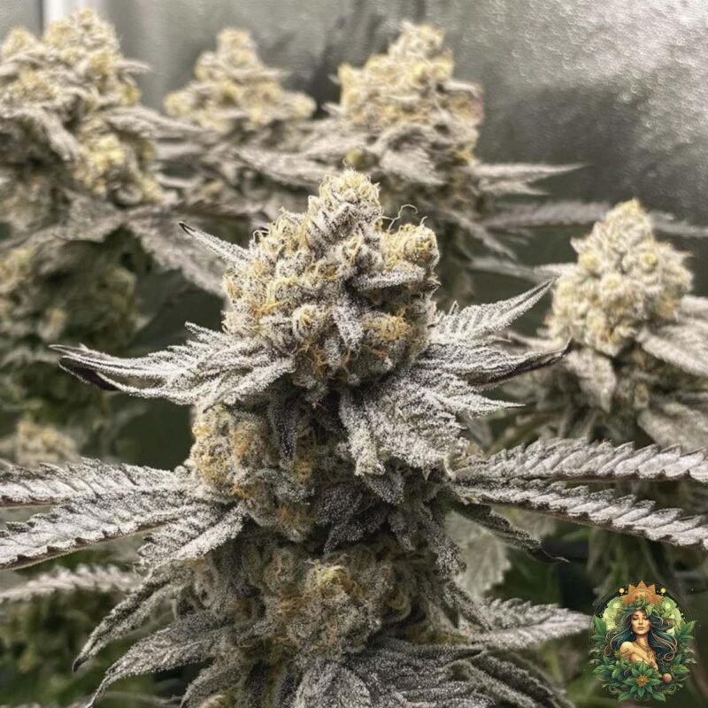 Banoreoz #3 Strain