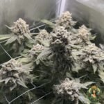 Banoreoz #3 Strains