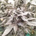 Cap Junky Strains