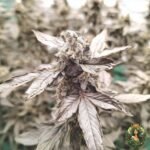 Cap Junky Strains