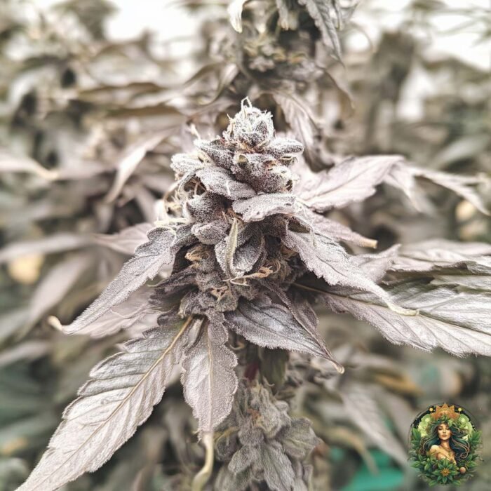 Cap Junky Strains