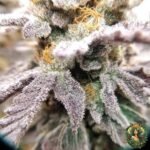 Cap Junky Strains