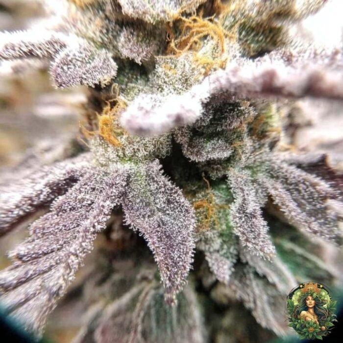 Cap Junky Strains
