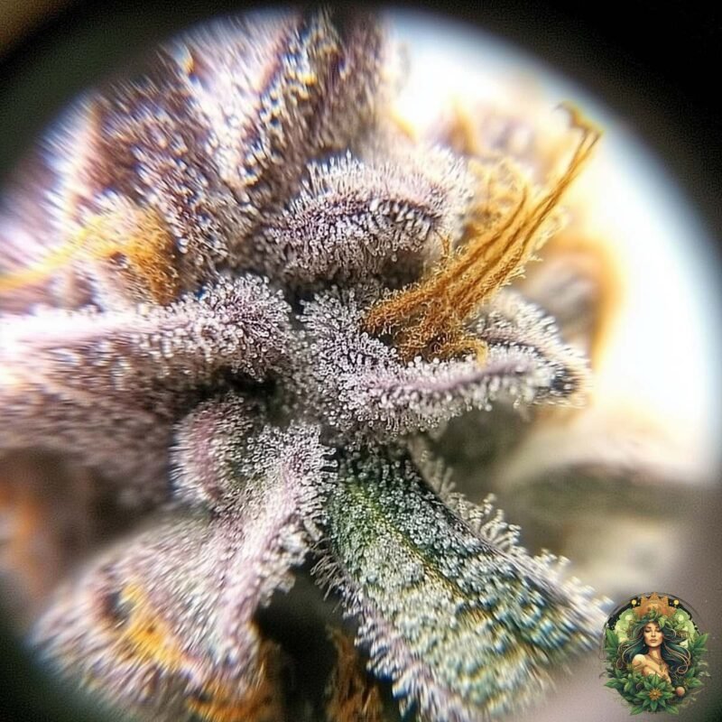 Cap Junky Strains