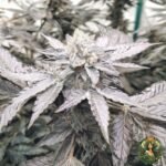 Cap Junky Strains