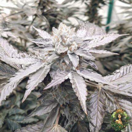 Cap Junky Strains