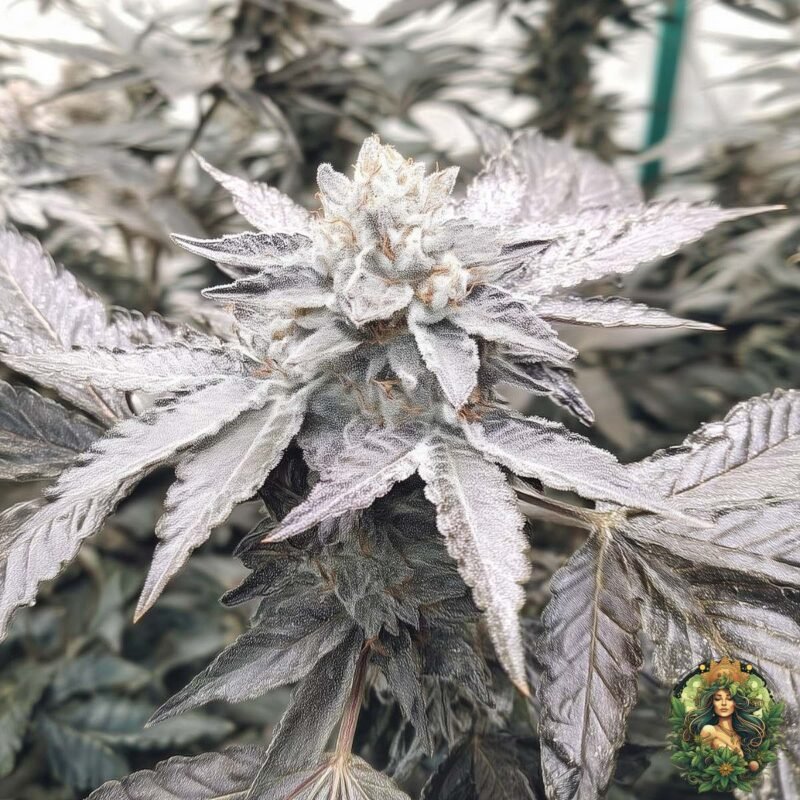 Cap Junky Strains