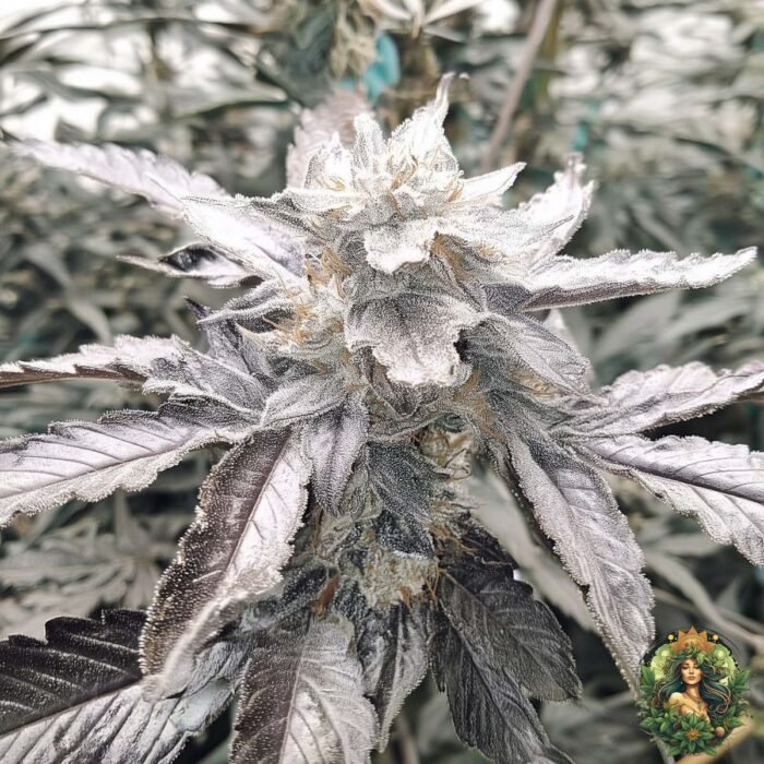 Cap Junky Strains