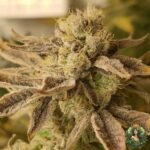 Emergen-C Strains
