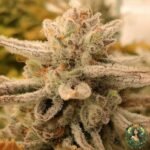 Emergen-C Strains