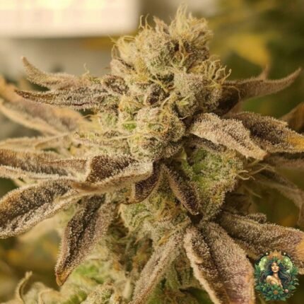 Emergen-C Strains