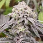 MAC1 Cannabis Strains
