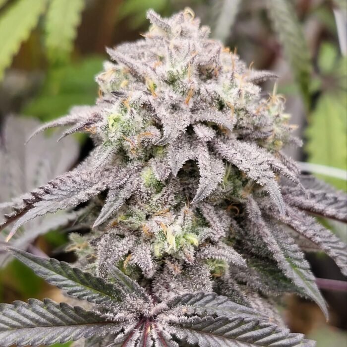 MAC1 Cannabis Strains