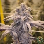 MAC1 Cannabis Strains