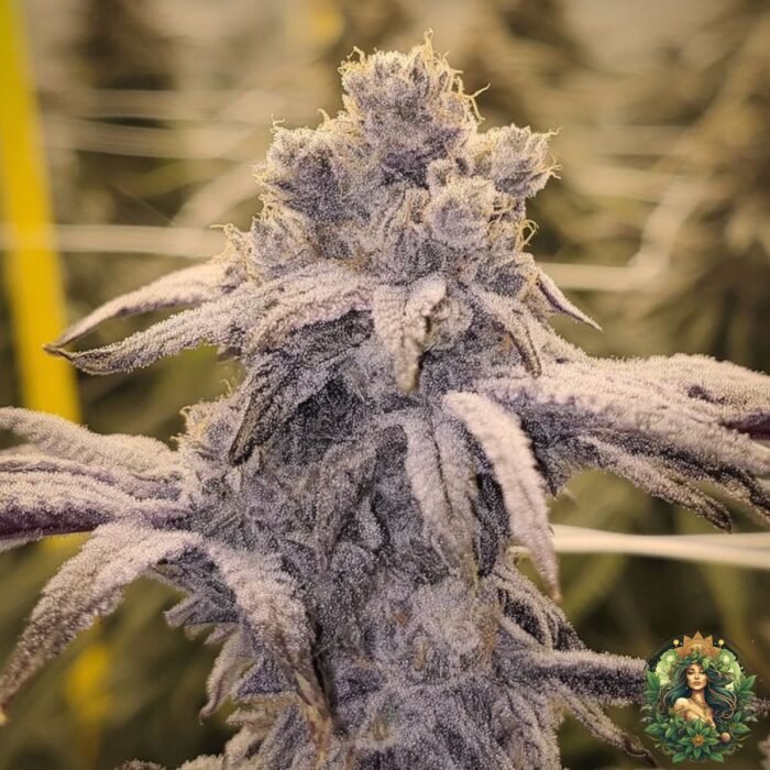 MAC1 Cannabis Strains
