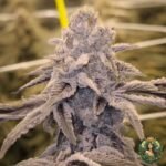 MAC1 Strains