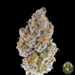 MAC1 Strains