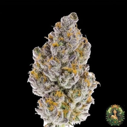 MAC1 Strains