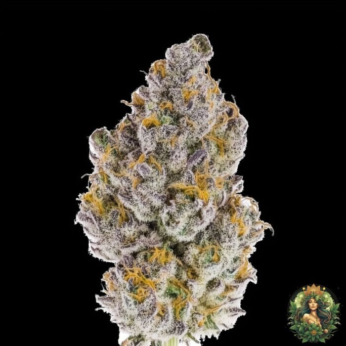 MAC1 Strains