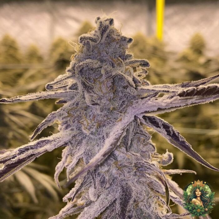 MAC1 Strains