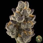 Pineapple Fruz Strains