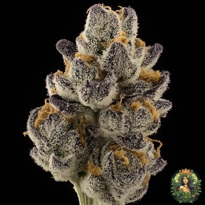 Pineapple Fruz Strains