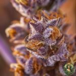Pineapple Fruz Strains