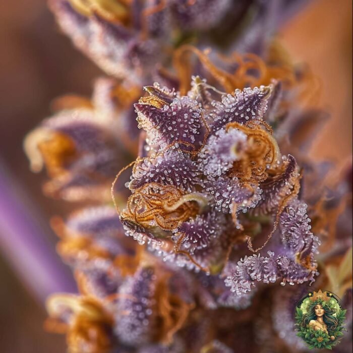 Pineapple Fruz Strains