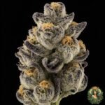 Pineapple Fruz Strains