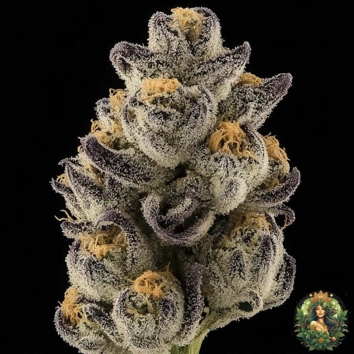 Pineapple Fruz Strains