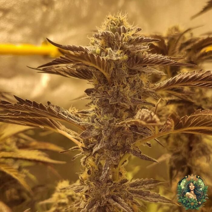 Studio 54 Cannabis Strains