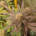 Studio 54 Cannabis Strain