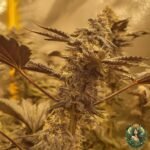 Studio 54 Strains