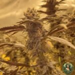 Studio 54 Strains