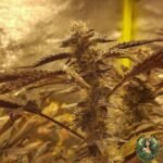 Studio 54 Strains