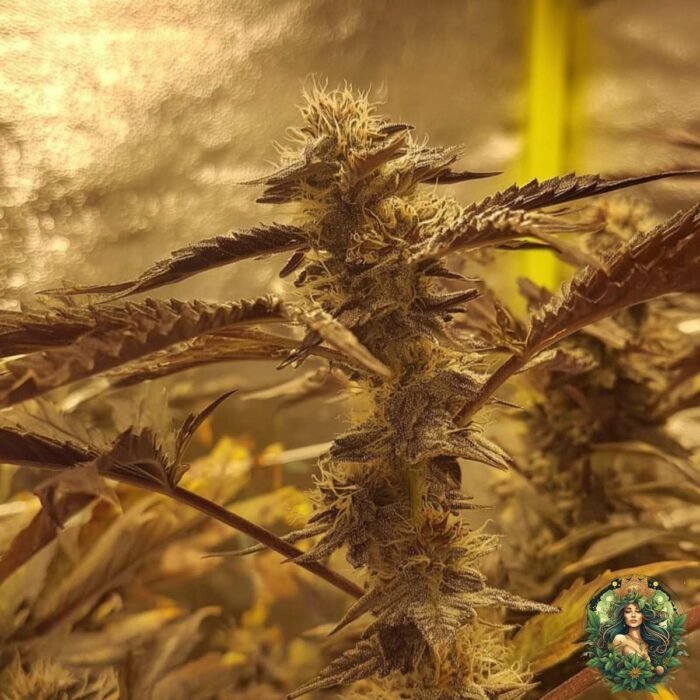 Studio 54 Strains
