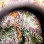 Studio 54 Strains