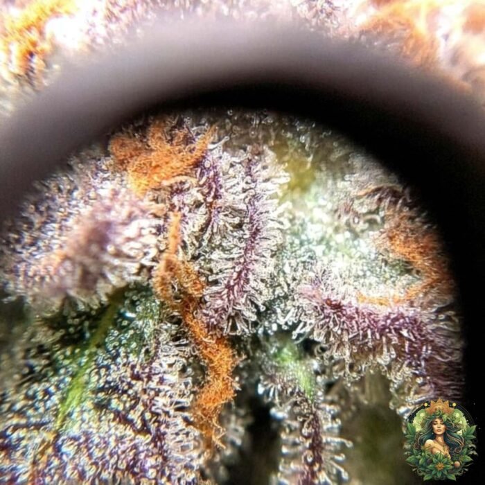 Studio 54 Strains