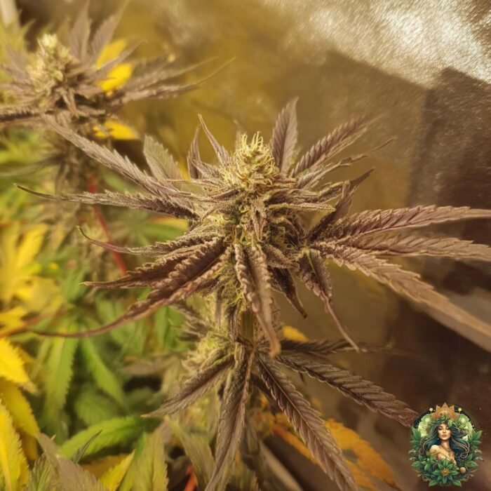 Studio 54 Strains