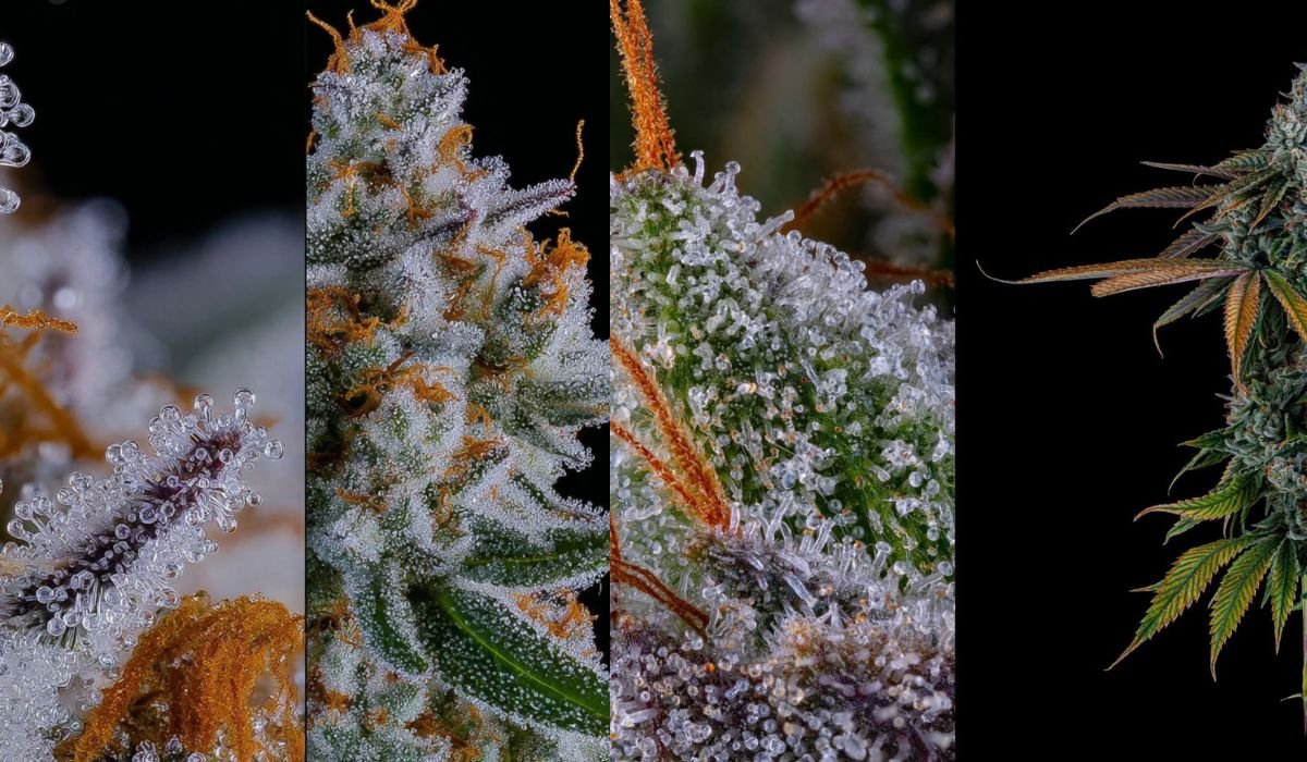 Hanfstecklinge - Cannabisstecklinge