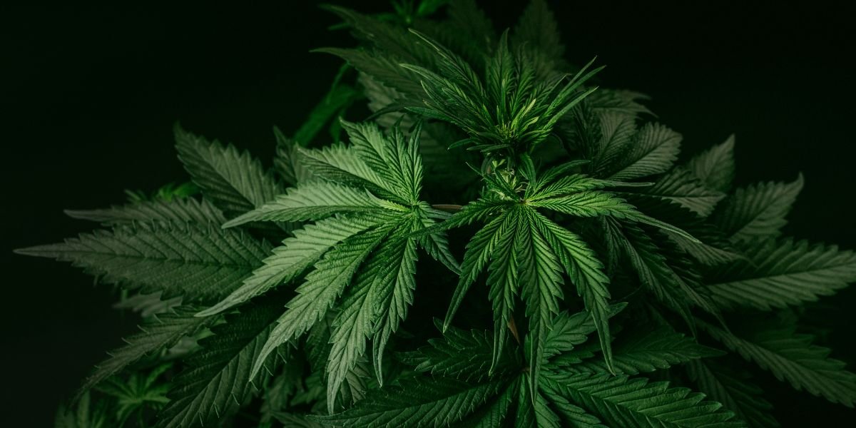 Cannabis Dünger für vitale Pflanzen