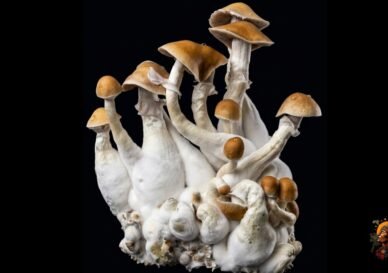 magic-mushroom-growkit-kaufen