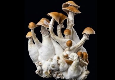 Magic Mushroom Growkit – Anbau